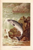 A Salmon Leap - Image 1