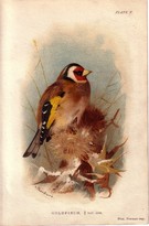 Goldfinch-SOLD - Image 1